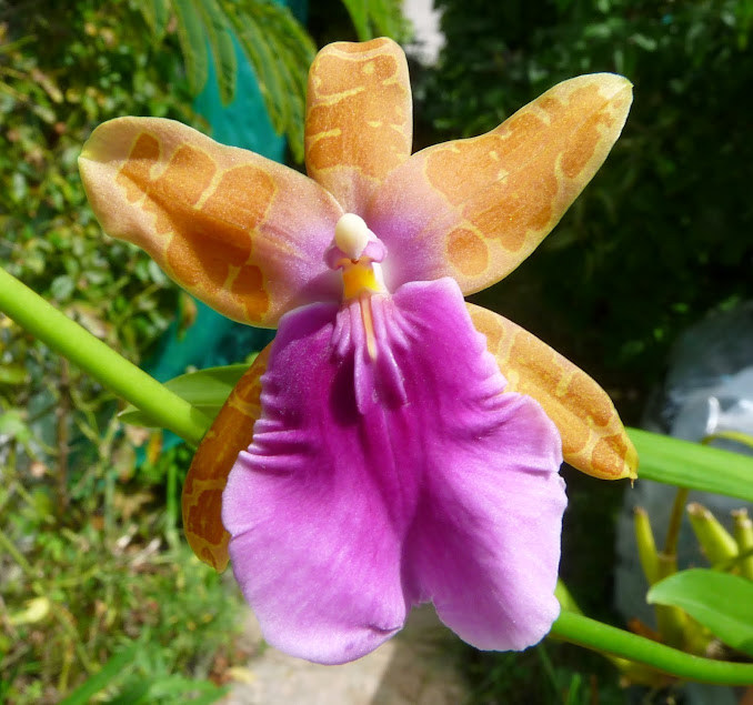 Miltonia castanea P1420780