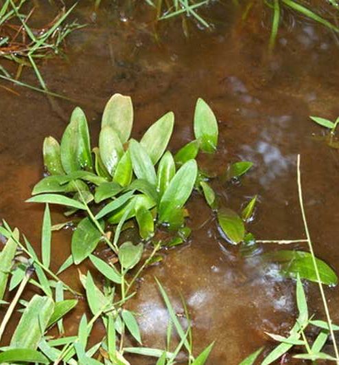 Криптокорина Невилля (Cryptocoryne nevillii)