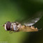 Hover-fly?