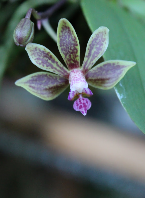 Phalaenopsis Lea Mini (honghenensis x finleyi) - Page 2 IMG_1823