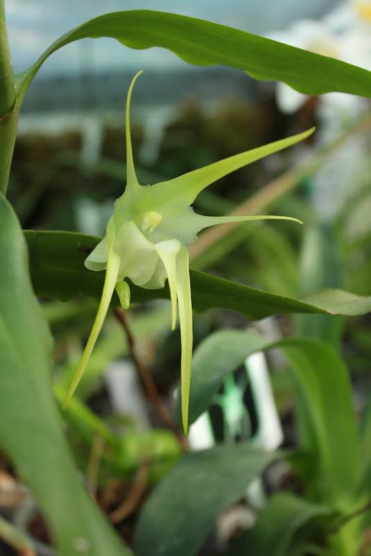 Aeranthes grandiflora IMG_2296