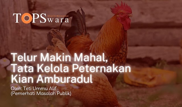 Telur Makin Mahal, Tata Kelola Peternakan Kian Amburadul