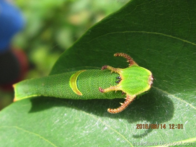 Species Polyura schreiber (Godard, 1824) – (Blue Nawab)