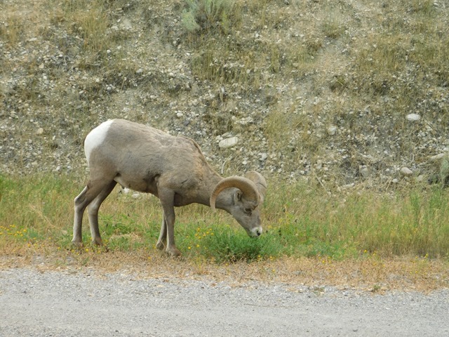 C146_CAN BC Bighorn Sheep at Radium Hot Springs_2018-08-16_DSCN2470