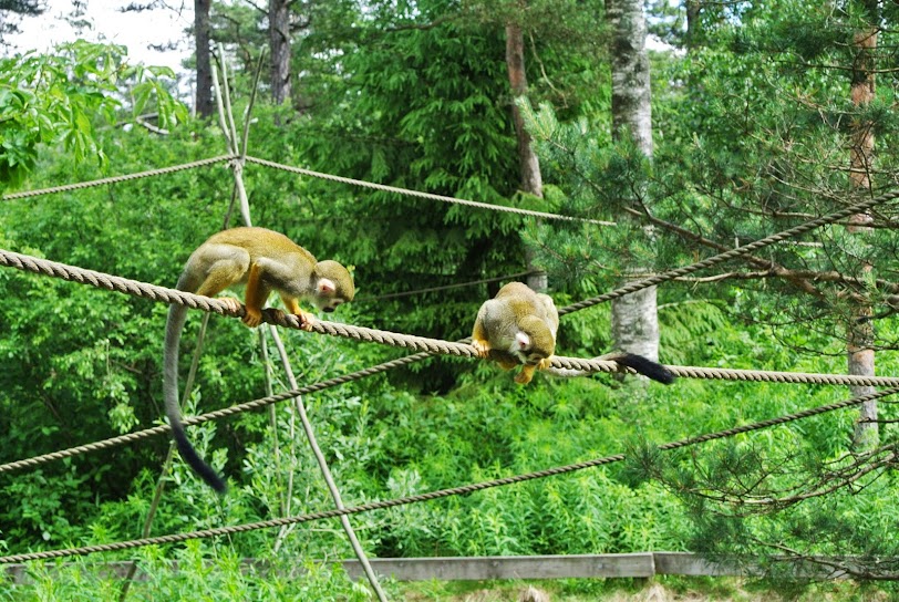 Dyreparken, Кристиансанд, Норвегия