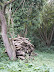 woodpile at Borckdish