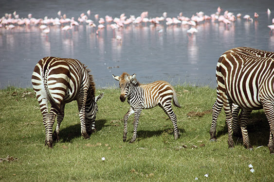 LLEGADA A KENIA-LAGO NAKURU-LAGO NAIVASHA - KENIA, TANZANIA Y ZANZÍBAR: EL SAFARI PERFECTO (18)