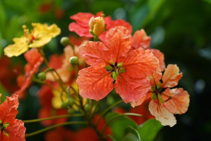 Шри-Ланка: на машине 1 100 км,  фото без комментариев, март-апрель 2013г.