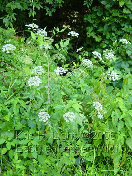 water hemlock poisoning