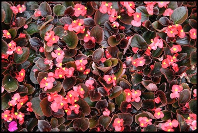 begonia-semperflorens3