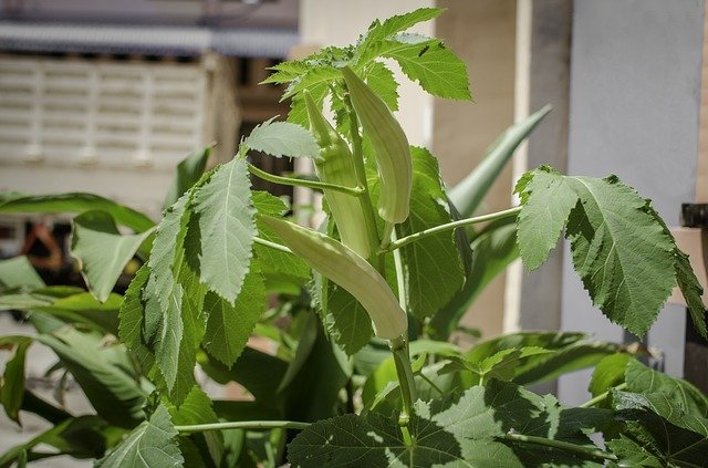 भिंडी की खेती करने का सबसे आसान तरीका - Bhindi ki kheti kaise kare