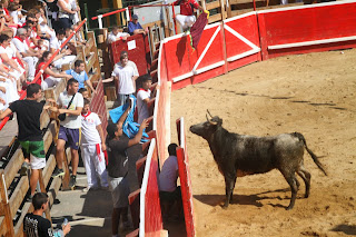 JUEVES 2 VACAS EN LA PLAZA