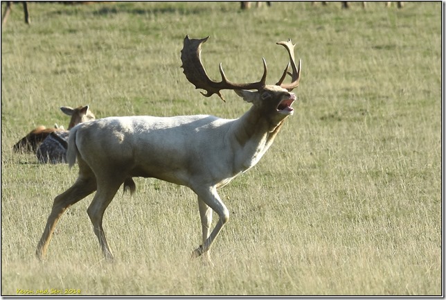 Bradgate Park D7200 X C13  19-10-2018 14-52-057