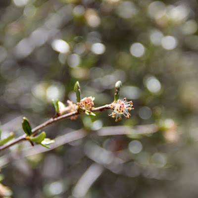 Great Basin Shrubs—each Showy