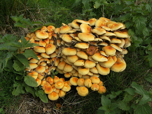 1009250013 Sulphur Tuft, Abinger Roughs