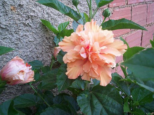 Layered hibiscus