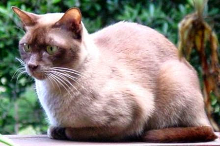 Jenis kucing peliharaan terpopuler kucing burmese b