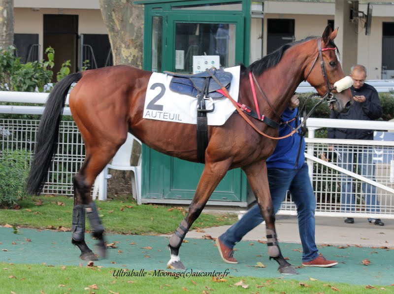 Photos Auteuil 26-09-2015 - Page 2 IMG_4366