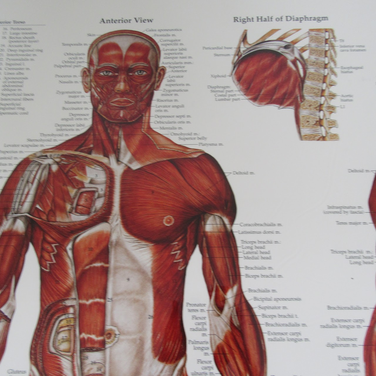 Large Anatomical Chart Company, the Muscular System Poster