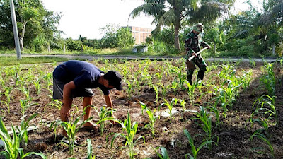 Babinsa Kodim 0103 Aceh Utara Dampingi Petani Tanam Jagung