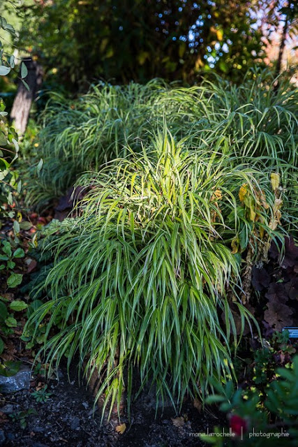 Hakonechloa macra Albo Striata Gram-hakonechloa-macra-albo-striata-131008-22rm