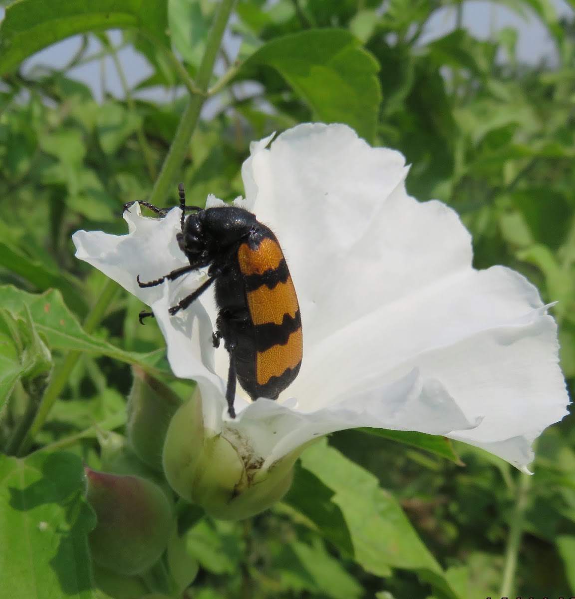 Blister Beetle