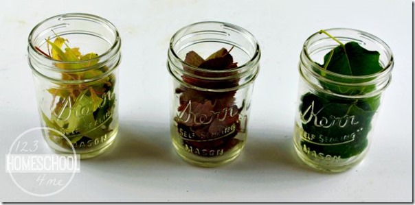 Your Kids Will Love this Simple Science Experiment that will Answer Why Do Leaves Change Color? Your Kids Will Love this Simple Science Experiment that will Answer Why Do Leaves Change Color?
