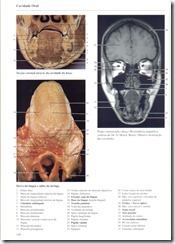 144 Cavidade Oral