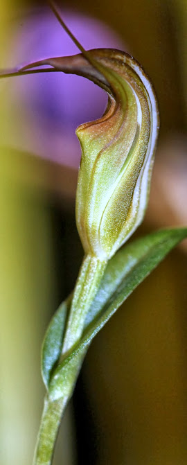 Pterostylis au détail... IMG_8849