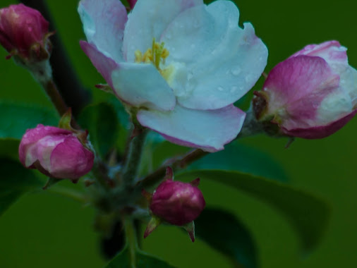 37ème Concours photo Clic-Clac : Mai 2013 - Nature en fleurs (participation) - Page 2 P5169915