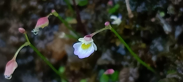 Utricularia striatula: carnivorous plant in Bonai Forest Division, Odisha