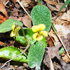 Round-leaved Yello Violet