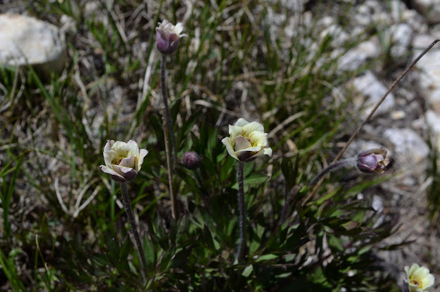 close up on some very tiny flowers