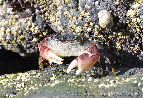 Purple Shore Crab