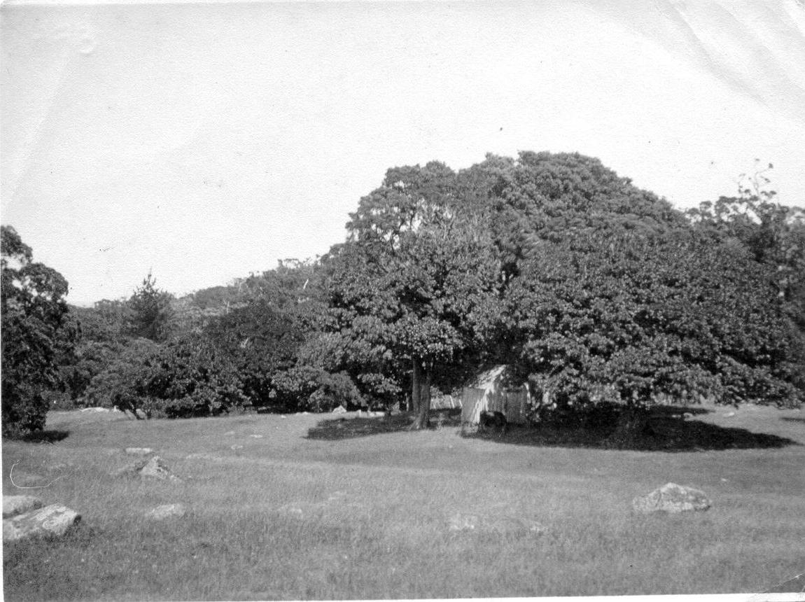 Tent under a Pohutukawa