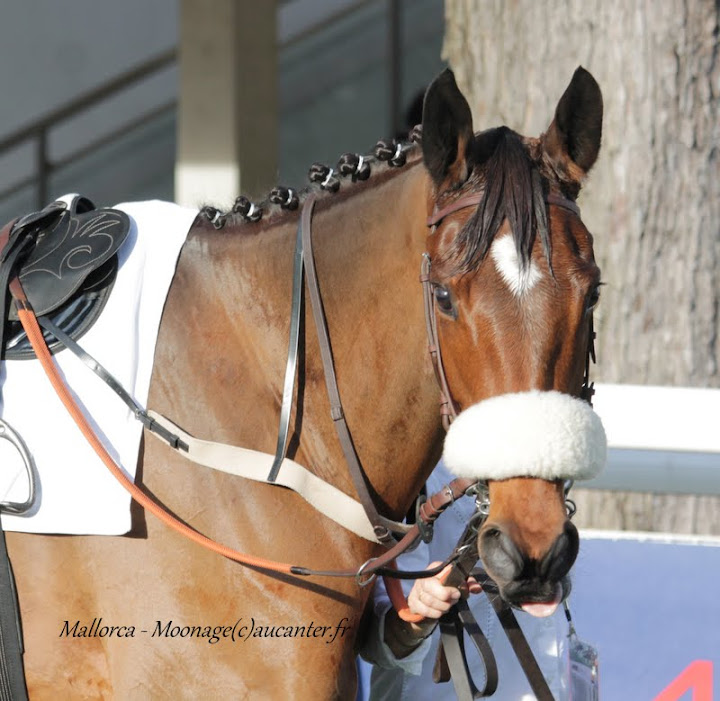 Photos Auteuil 8-11-2015 (48h de l'obstacle) IMG_7065