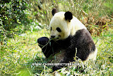 Eating Chinese Panda Photo 1