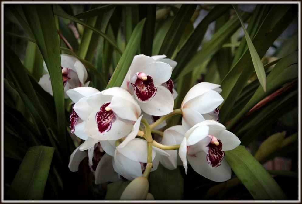 Cymbidium hybrides 2014 IMG_8248