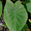 elephant-ear