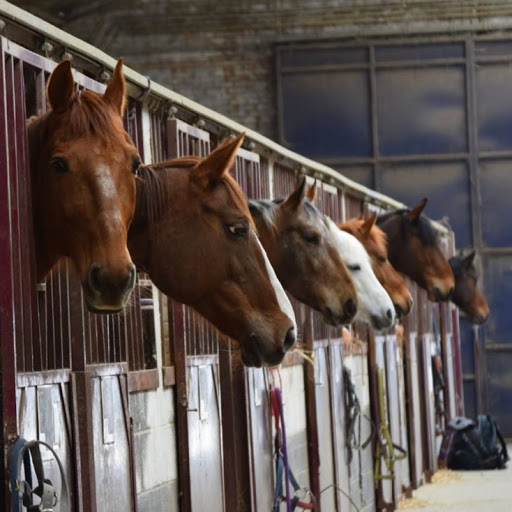 Hainaut Cristal Jumping Club