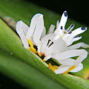 Aranha-Flor (Flower Spider)