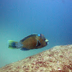 Bumphead parrot fish