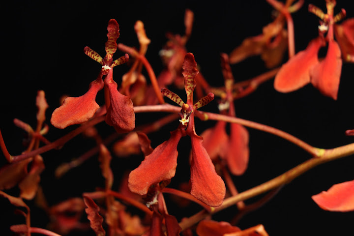 Renanthera imschootiana IMG_5716