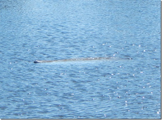 Manatee 2