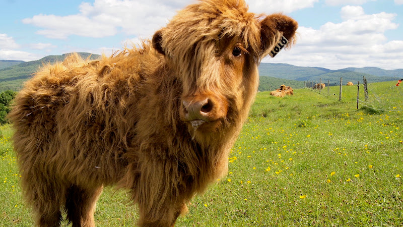 Baby Highland cow at Au Diable Vert