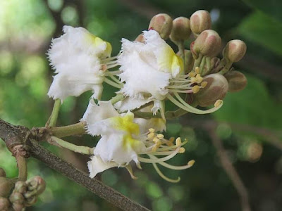 As a folk medicine, its leaves and bark, which are hot, acrid, bitter, insecticidal and vulnerary, are used (leaf paste) to treat skin diseases, to heal wounds, biliousness, Ulcers, and to treat cough (bark decoction), asthma and leprosy. Bark powder with honey is also useful in treatment of diabetes.