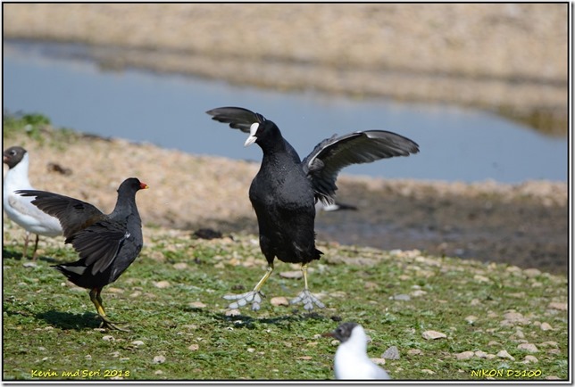 Slimbridge WWT - May