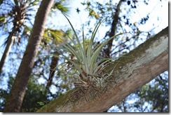 Air plant