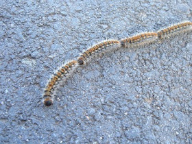 Bag Shelter Caterpillar