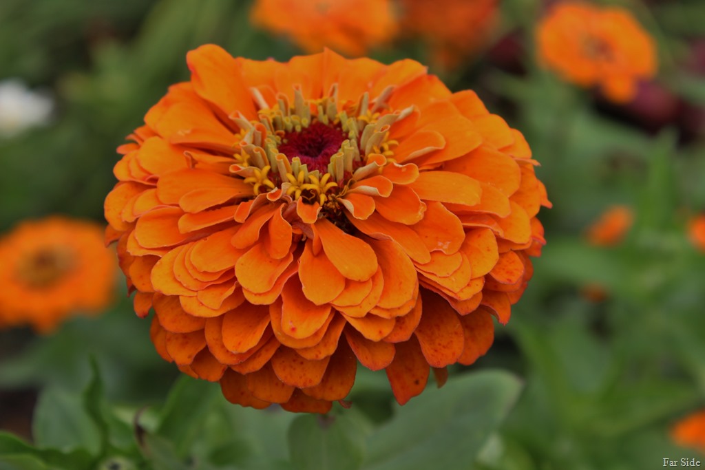 [Orange%2520zinnia%255B8%255D.jpg]